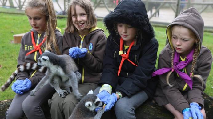 Brownies with lemurs eating out of their hands